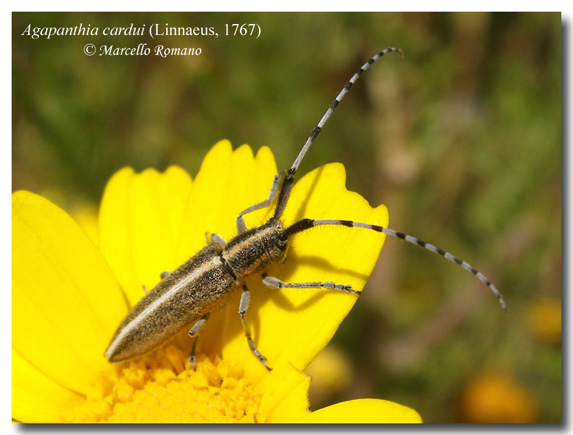 Galleria di....Cerambycidae